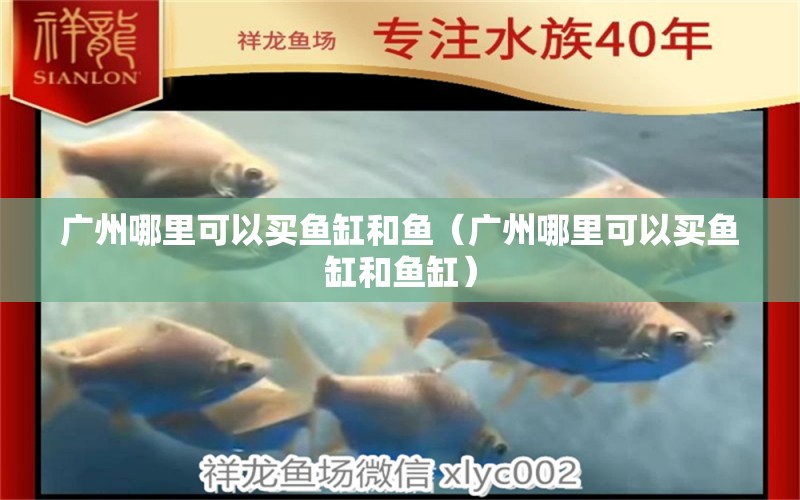 广州哪里可以买鱼缸和鱼（广州哪里可以买鱼缸和鱼缸）