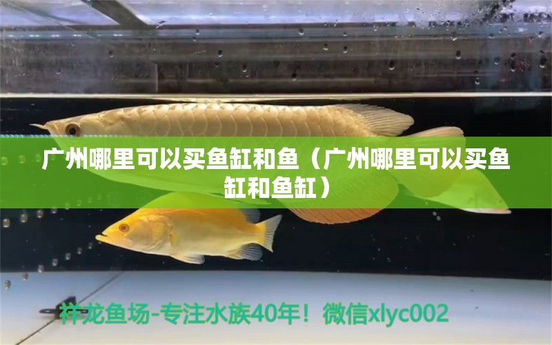 广州哪里可以买鱼缸和鱼（广州哪里可以买鱼缸和鱼缸） 其他品牌鱼缸