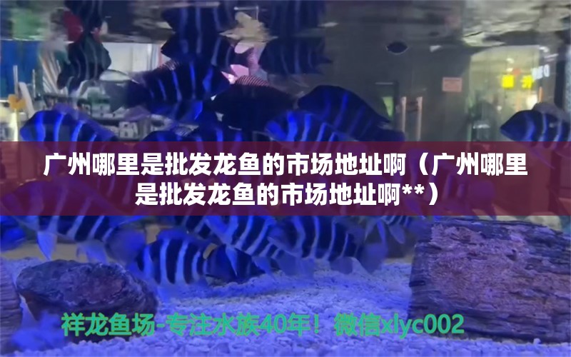 广州哪里是批发龙鱼的市场地址啊（广州哪里是批发龙鱼的市场地址啊**） 帝王三间鱼