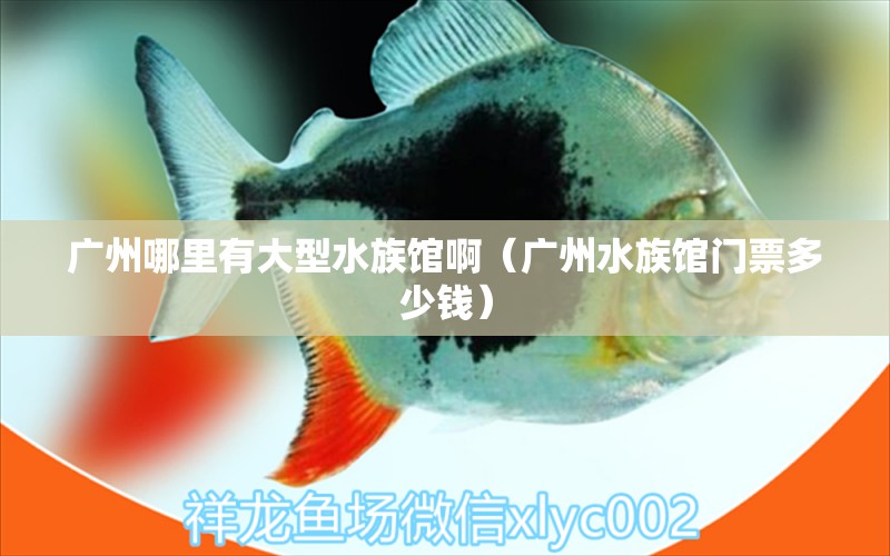 广州哪里有大型水族馆啊（广州水族馆门票多少钱） 观赏鱼