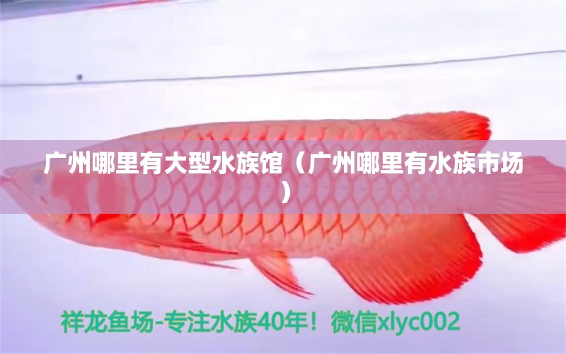 广州哪里有大型水族馆（广州哪里有水族市场）