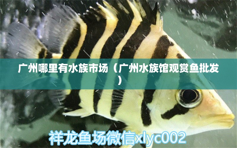 广州哪里有水族市场（广州水族馆观赏鱼批发）