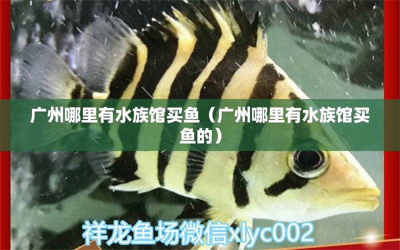 广州哪里有水族馆买鱼（广州哪里有水族馆买鱼的）