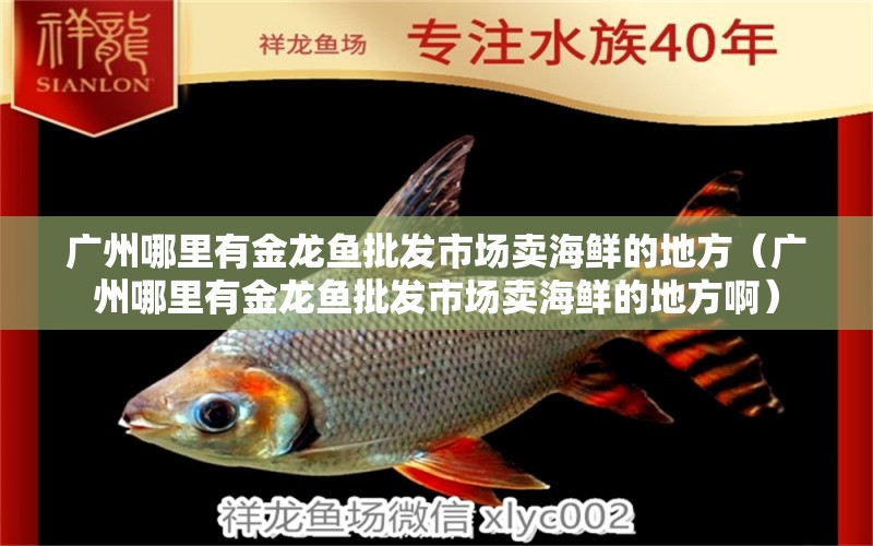广州哪里有金龙鱼批发市场卖海鲜的地方（广州哪里有金龙鱼批发市场卖海鲜的地方啊） 龙鱼批发