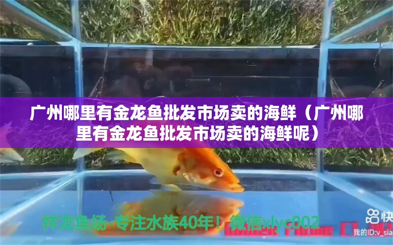 广州哪里有金龙鱼批发市场卖的海鲜（广州哪里有金龙鱼批发市场卖的海鲜呢） 龙鱼批发