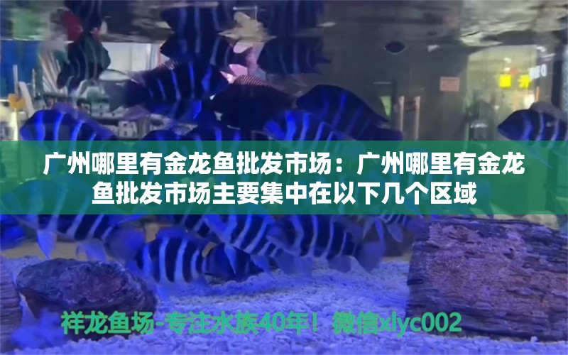 广州哪里有金龙鱼批发市场：广州哪里有金龙鱼批发市场主要集中在以下几个区域