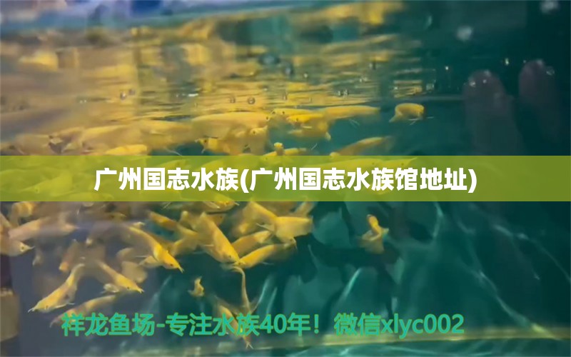 广州国志水族(广州国志水族馆地址) 2024第28届中国国际宠物水族展览会CIPS（长城宠物展2024 CIPS） 第1张