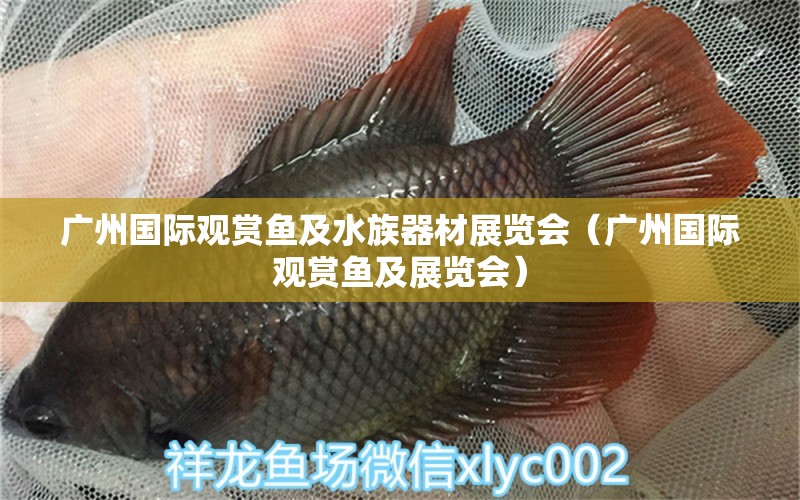 广州国际观赏鱼及水族器材展览会（广州国际观赏鱼及展览会） 祥龙水族滤材/器材 第2张