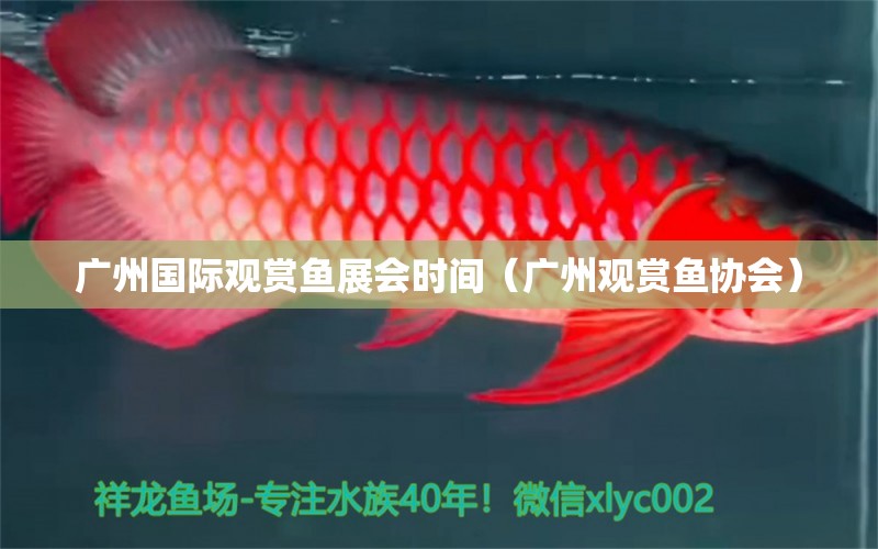 广州国际观赏鱼展会时间（广州观赏鱼协会）