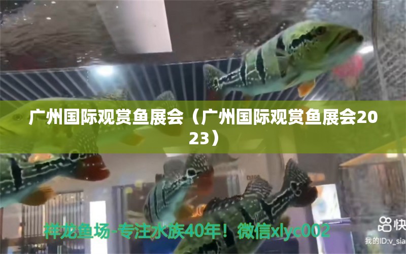 广州国际观赏鱼展会（广州国际观赏鱼展会2023）