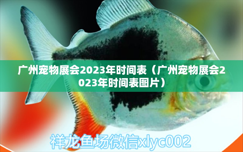 广州宠物展会2023年时间表（广州宠物展会2023年时间表图片） 观赏鱼