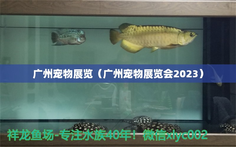 广州宠物展览（广州宠物展览会2023）