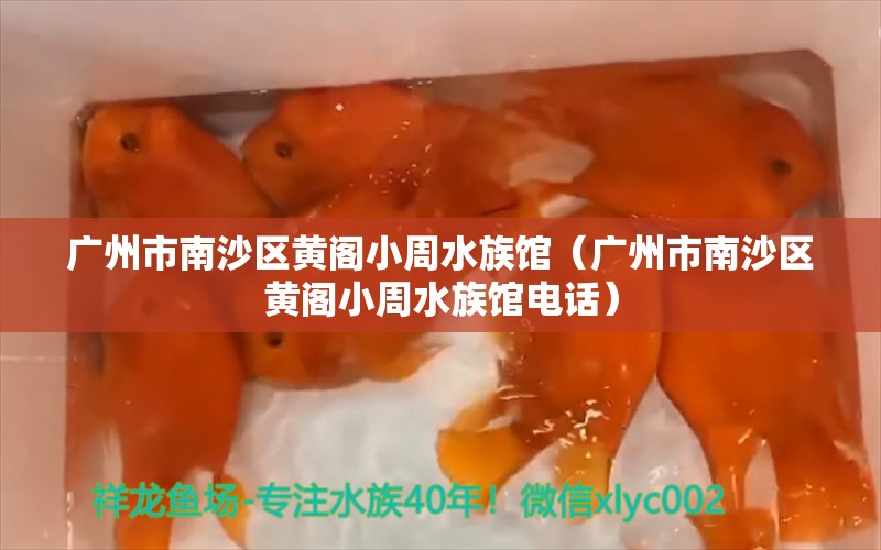 广州市南沙区黄阁小周水族馆（广州市南沙区黄阁小周水族馆电话）