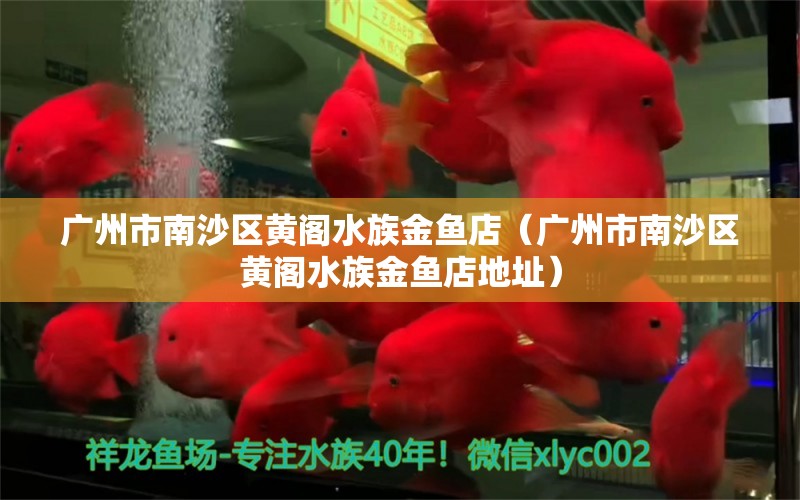 广州市南沙区黄阁水族金鱼店（广州市南沙区黄阁水族金鱼店地址）