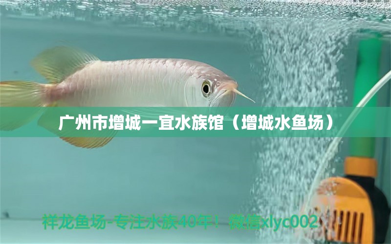 广州市增城一宜水族馆（增城水鱼场）
