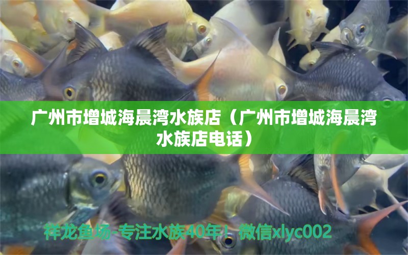 广州市增城海晨湾水族店（广州市增城海晨湾水族店电话） 全国水族馆企业名录