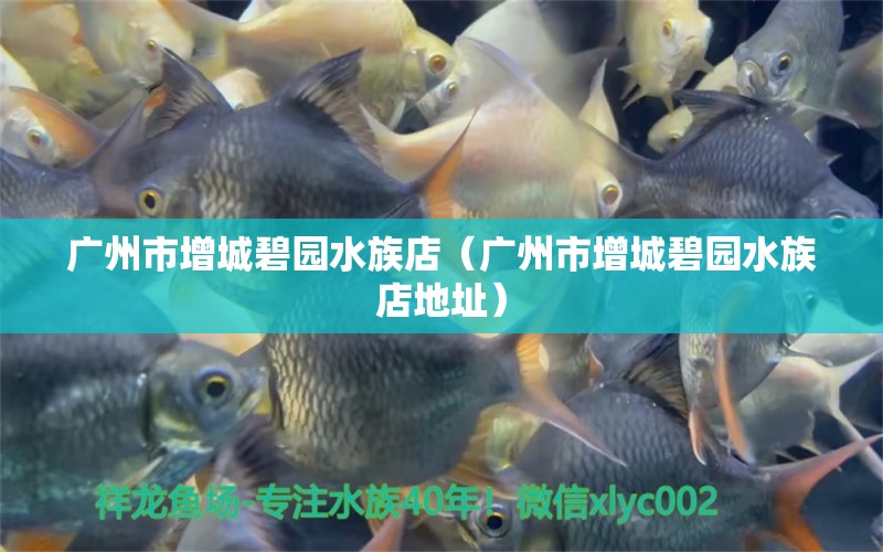 广州市增城碧园水族店（广州市增城碧园水族店地址） 全国水族馆企业名录