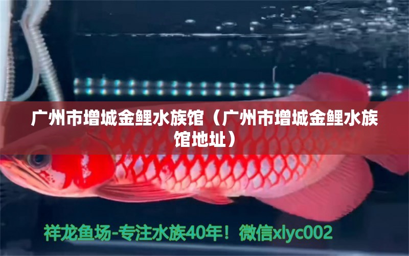 广州市增城金鲤水族馆（广州市增城金鲤水族馆地址）