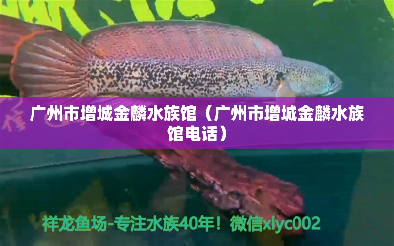 广州市增城金麟水族馆（广州市增城金麟水族馆电话）