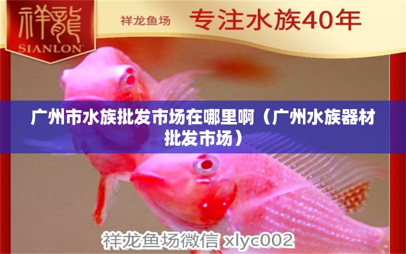 广州市水族批发市场在哪里啊（广州水族器材批发市场） 进口元宝凤凰鱼