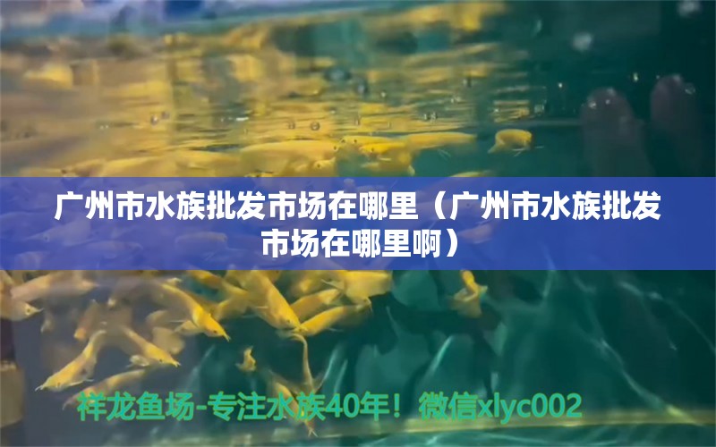 广州市水族批发市场在哪里（广州市水族批发市场在哪里啊）