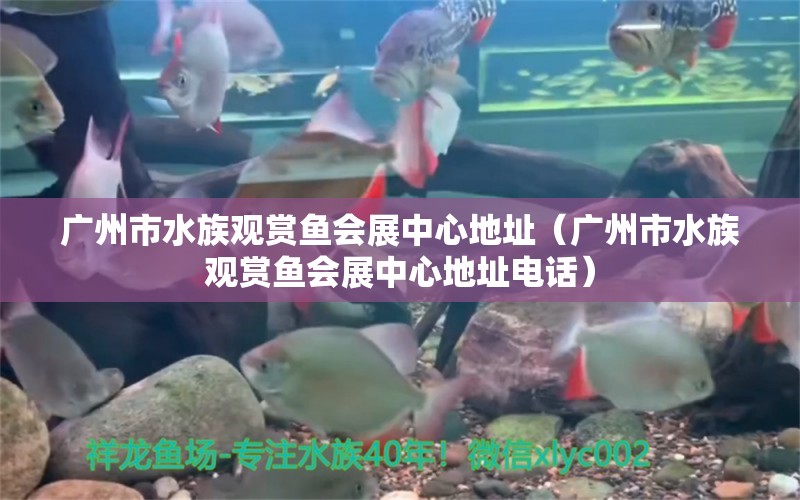 广州市水族观赏鱼会展中心地址（广州市水族观赏鱼会展中心地址电话） 广州水族批发市场