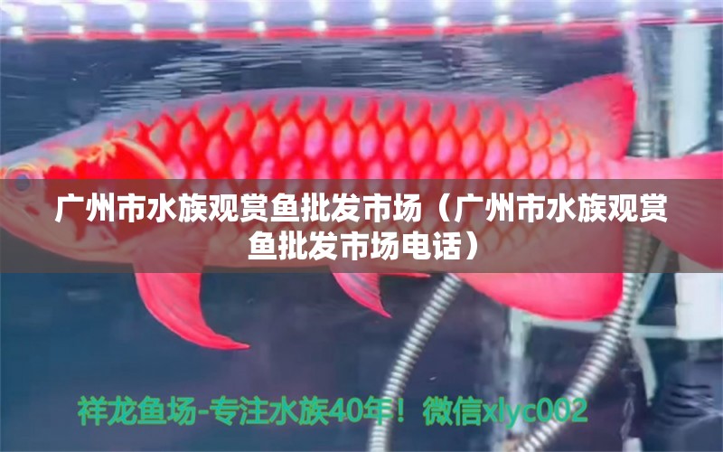 广州市水族观赏鱼批发市场（广州市水族观赏鱼批发市场电话）