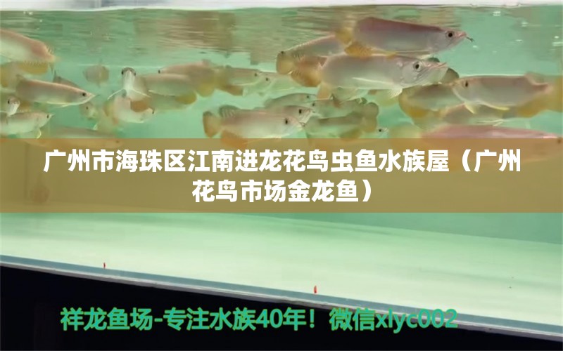 广州市海珠区江南进龙花鸟虫鱼水族屋（广州花鸟市场金龙鱼）