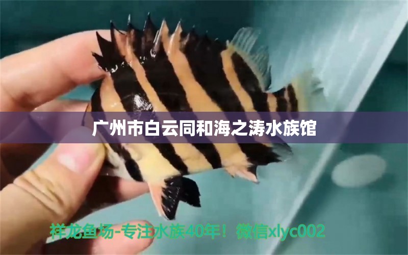 广州市白云同和海之涛水族馆