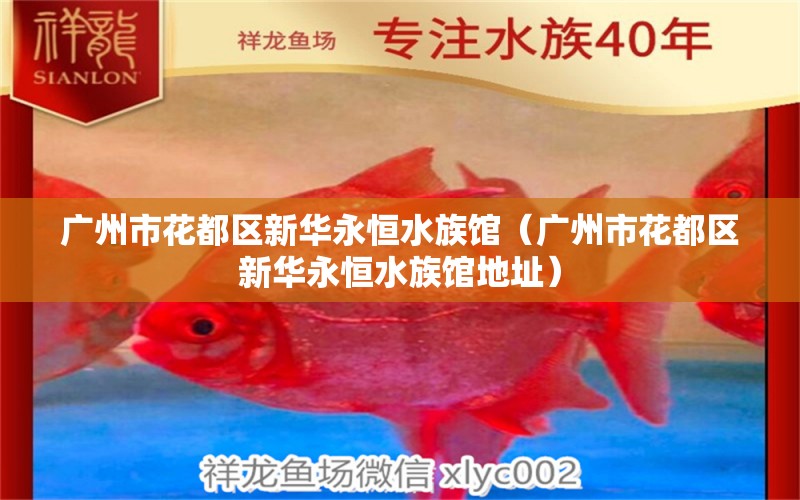 广州市花都区新华永恒水族馆（广州市花都区新华永恒水族馆地址）