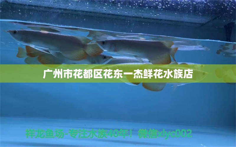 广州市花都区花东一杰鲜花水族店 全国水族馆企业名录