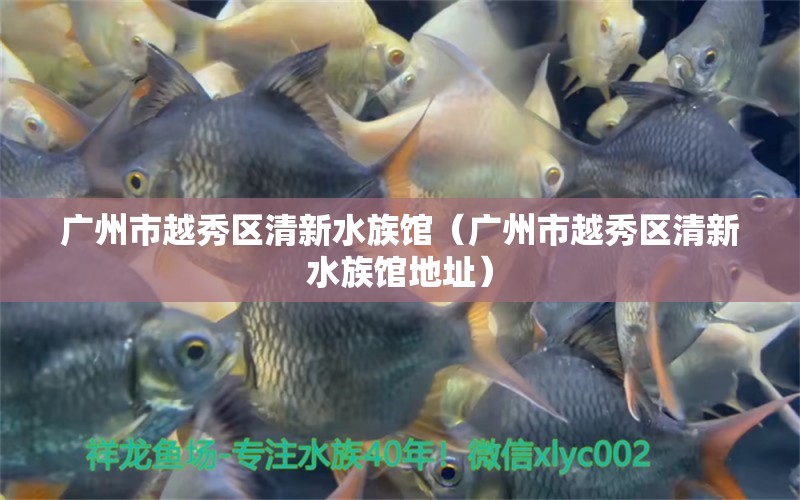 广州市越秀区清新水族馆（广州市越秀区清新水族馆地址）