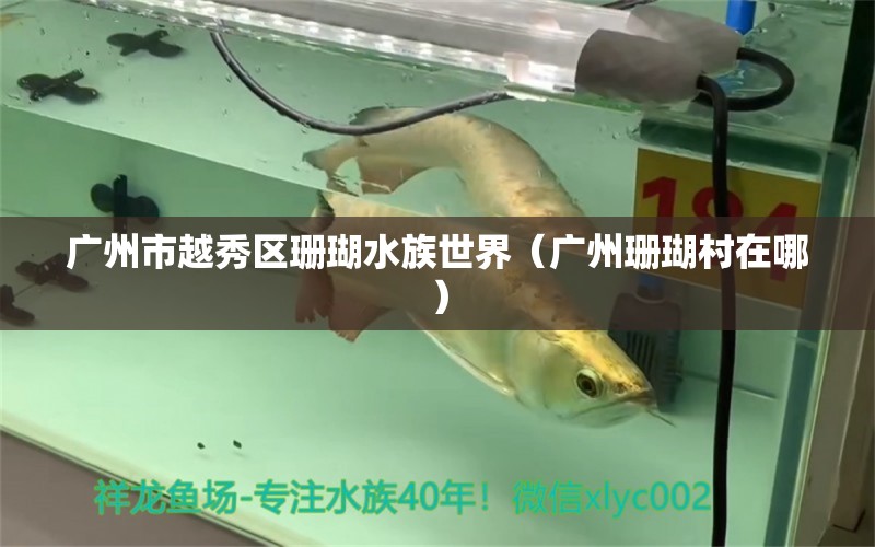 广州市越秀区珊瑚水族世界（广州珊瑚村在哪）