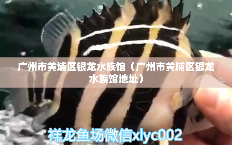 广州市黄埔区银龙水族馆（广州市黄埔区银龙水族馆地址） 全国水族馆企业名录