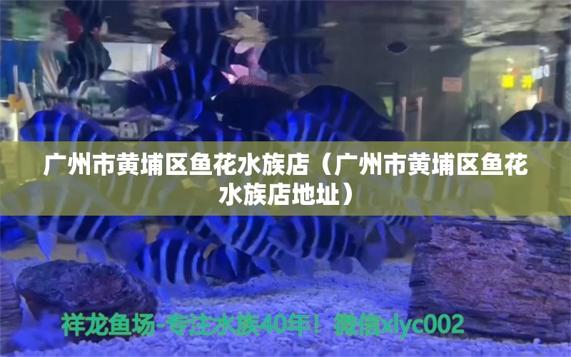 广州市黄埔区鱼花水族店（广州市黄埔区鱼花水族店地址）