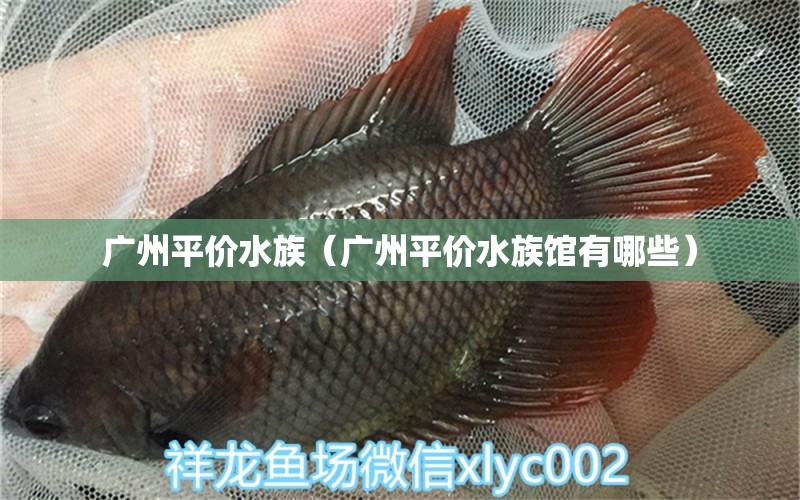 广州平价水族（广州平价水族馆有哪些） 广州水族批发市场