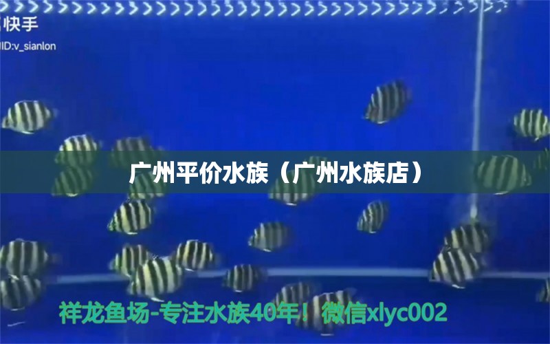 广州平价水族（广州水族店） 观赏鱼