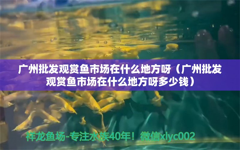 广州批发观赏鱼市场在什么地方呀（广州批发观赏鱼市场在什么地方呀多少钱）