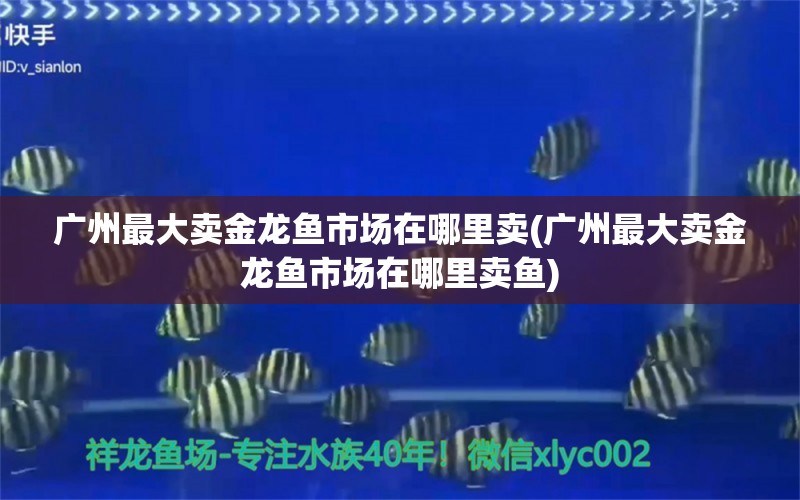 广州最大卖金龙鱼市场在哪里卖(广州最大卖金龙鱼市场在哪里卖鱼) 马来西亚燕窝