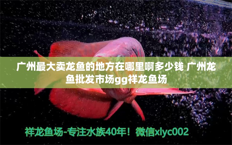 广州最大卖龙鱼的地方在哪里啊多少钱 广州龙鱼批发市场gg祥龙鱼场