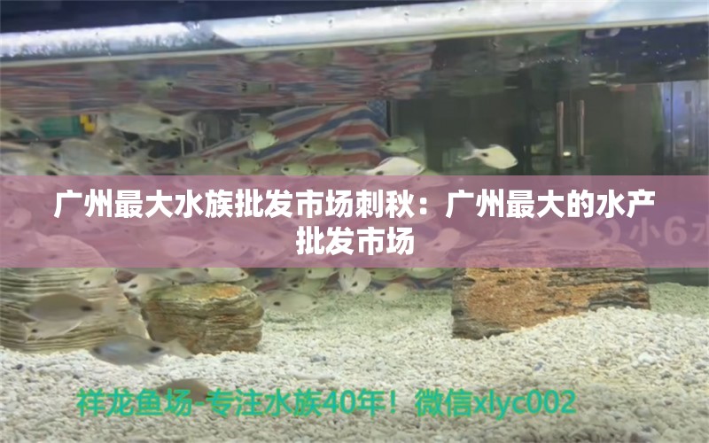 广州最大水族批发市场刺秋：广州最大的水产批发市场 广州水族批发市场 第2张