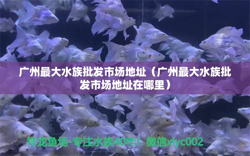 广州最大水族批发市场地址（广州最大水族批发市场地址在哪里） 观赏鱼水族批发市场