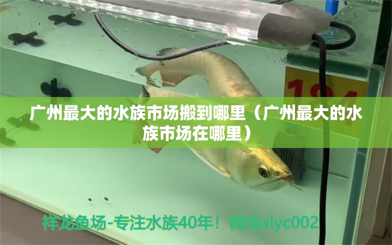 广州最大的水族市场搬到哪里（广州最大的水族市场在哪里）