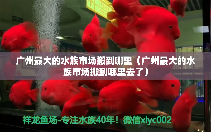 广州最大的水族市场搬到哪里（广州最大的水族市场搬到哪里去了） 广州水族批发市场