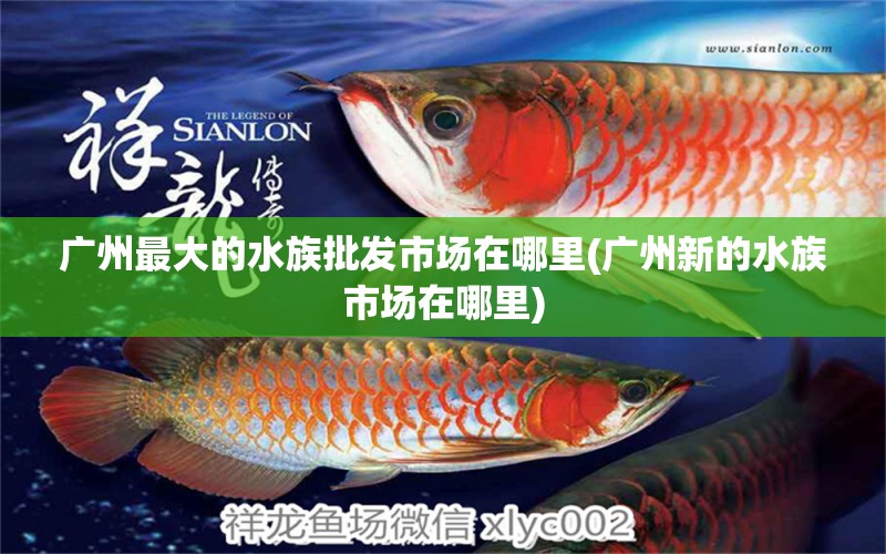 广州最大的水族批发市场在哪里(广州新的水族市场在哪里) 观赏鱼水族批发市场