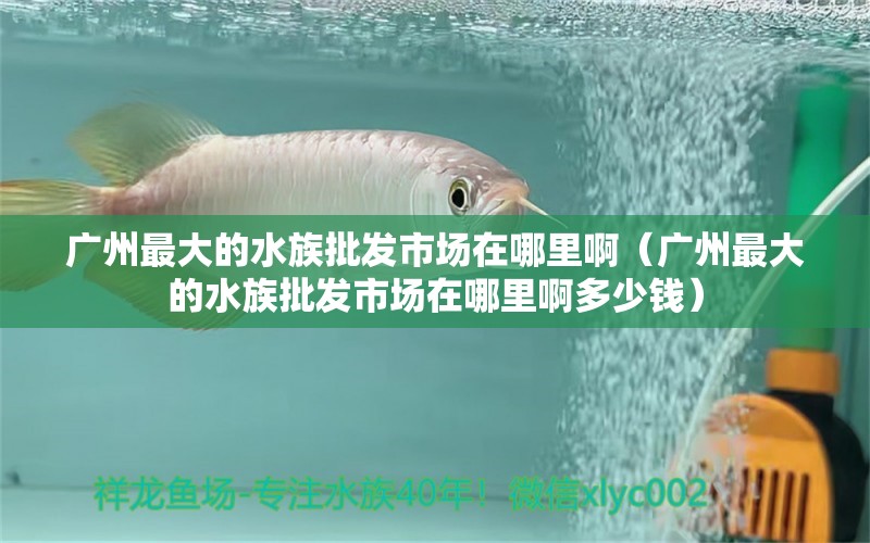 广州最大的水族批发市场在哪里啊（广州最大的水族批发市场在哪里啊多少钱）