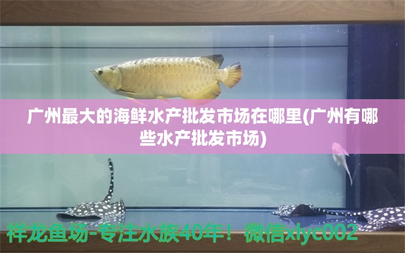 广州最大的海鲜水产批发市场在哪里(广州有哪些水产批发市场) 黄鳍鲳鱼
