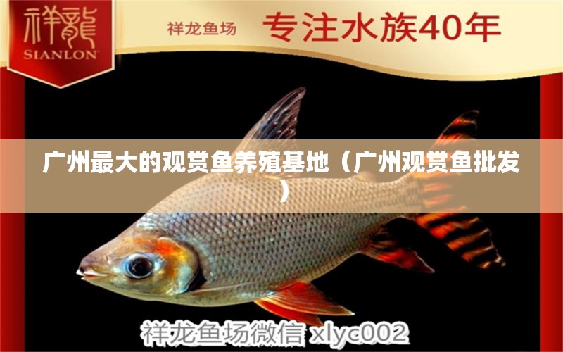 广州最大的观赏鱼养殖基地（广州观赏鱼批发）