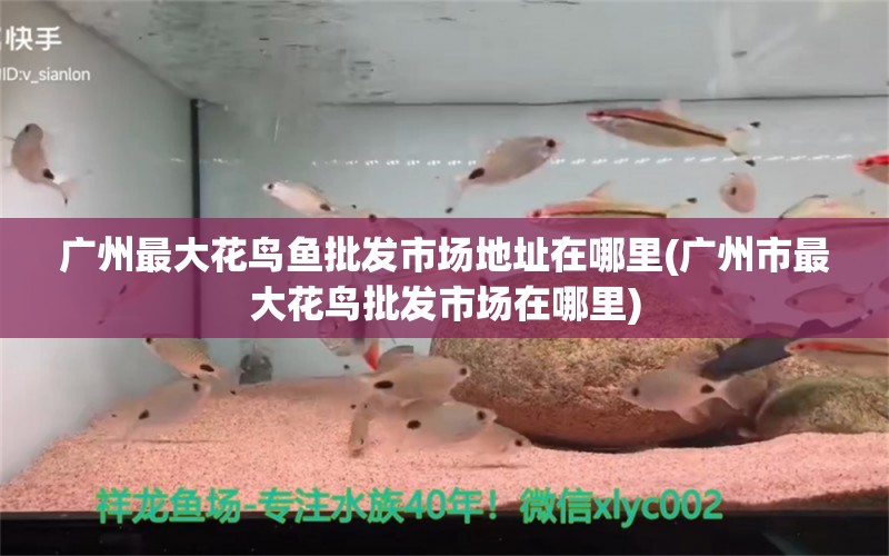 广州最大花鸟鱼批发市场地址在哪里(广州市最大花鸟批发市场在哪里) 观赏鱼市场（混养鱼）