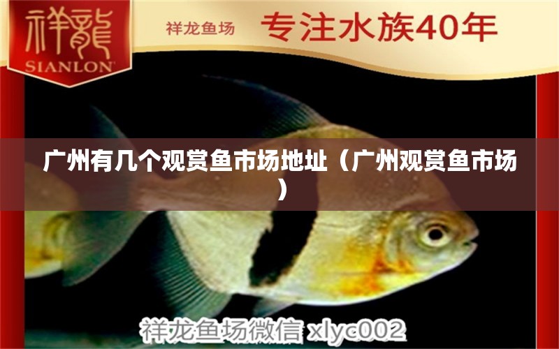 广州有几个观赏鱼市场地址（广州观赏鱼市场）